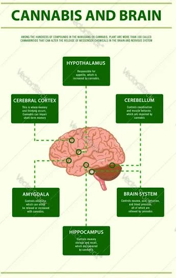 Beyin - bağışıklık sisteminde Cannabis etkisi