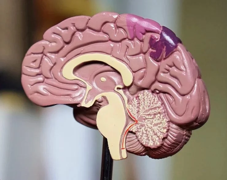 CBD ve THC'nin Beyin ve Sinir Sistemini Korumada (Nöroprotection) Bulgular