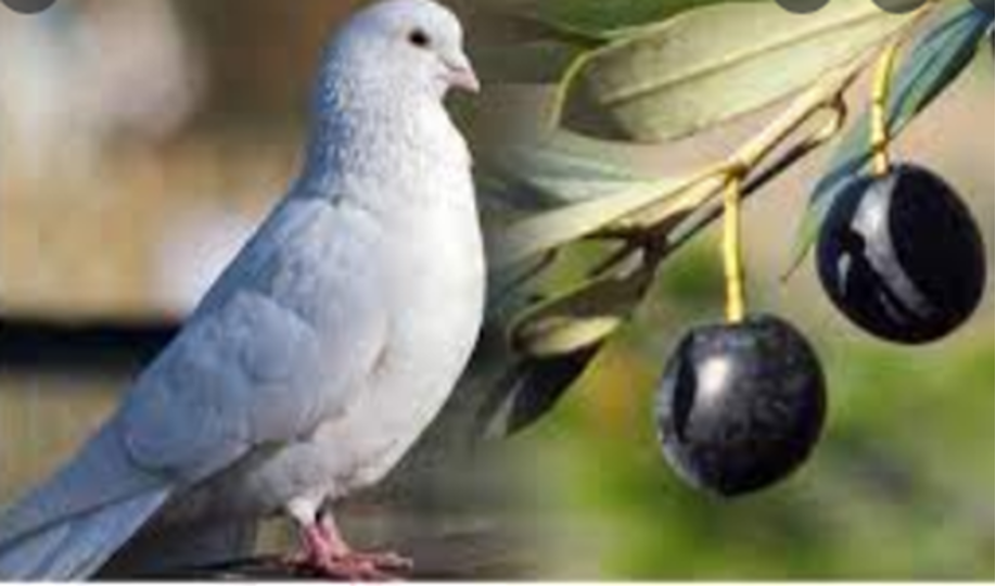 Dalı ve yağıyla barışın, bereketin ve bilgeliğin sembolü zeytin ağacı