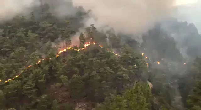 Ormanlar -nasıl- yakılıyor!