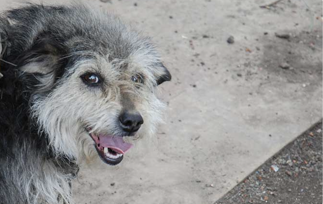 Sokak köpeği saldırıları!.. Ne yapmalı ne yapmamalı?