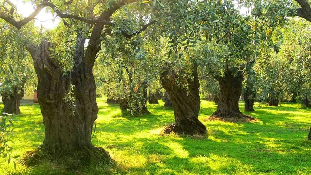 Zeytin hayattır, mucizedir