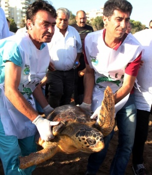 Mersin`de faaliyette olan Deniz Kaplumbağaları...