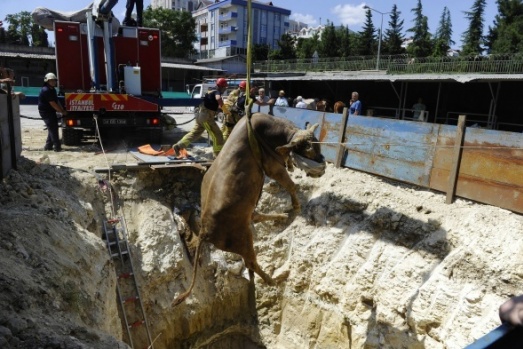 Beylikdüzü'nde sahibinin...