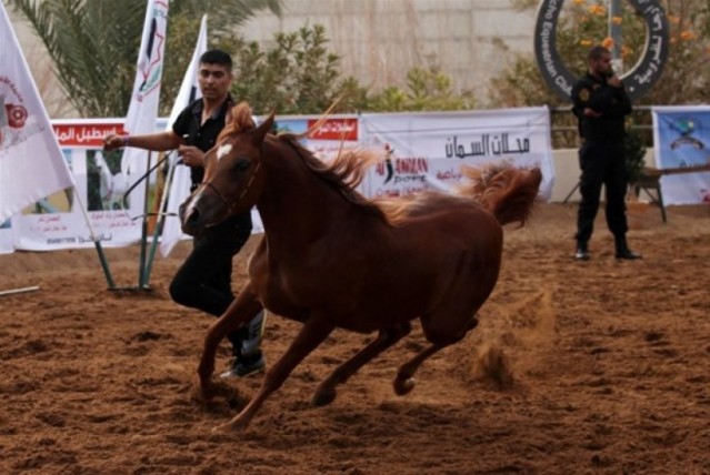 Filistin'de, Safkan Arap Atları Güzellik Yarışması yapıldı