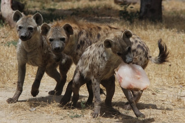 Sıcak hava nedeniyle iştahları kapanan...