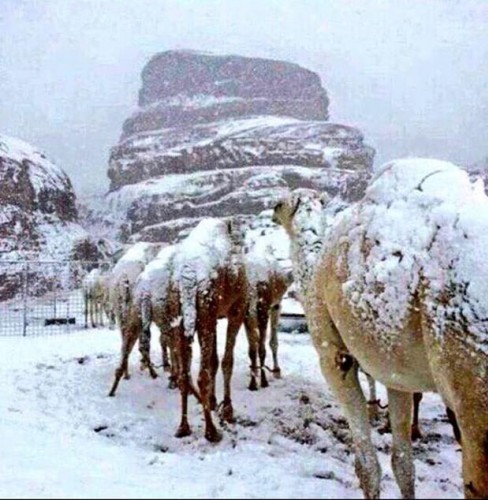 Çölde KAR.. Arabistan Çöllerinde kardan deve yaptılar!