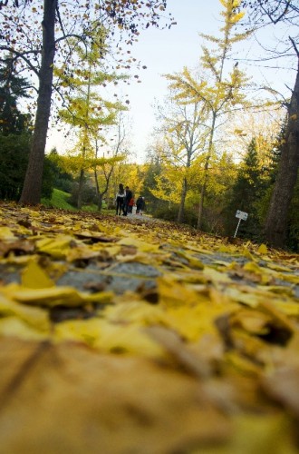 İstanbul’da sonbahar ’Canlı Açık Ağaç Müzesi’nde güzel
