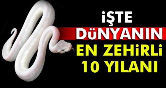 Dünyanın en zehirli 10 yılanı hangileridir? İşte dünyadaki en zehirli 10 yılan türü