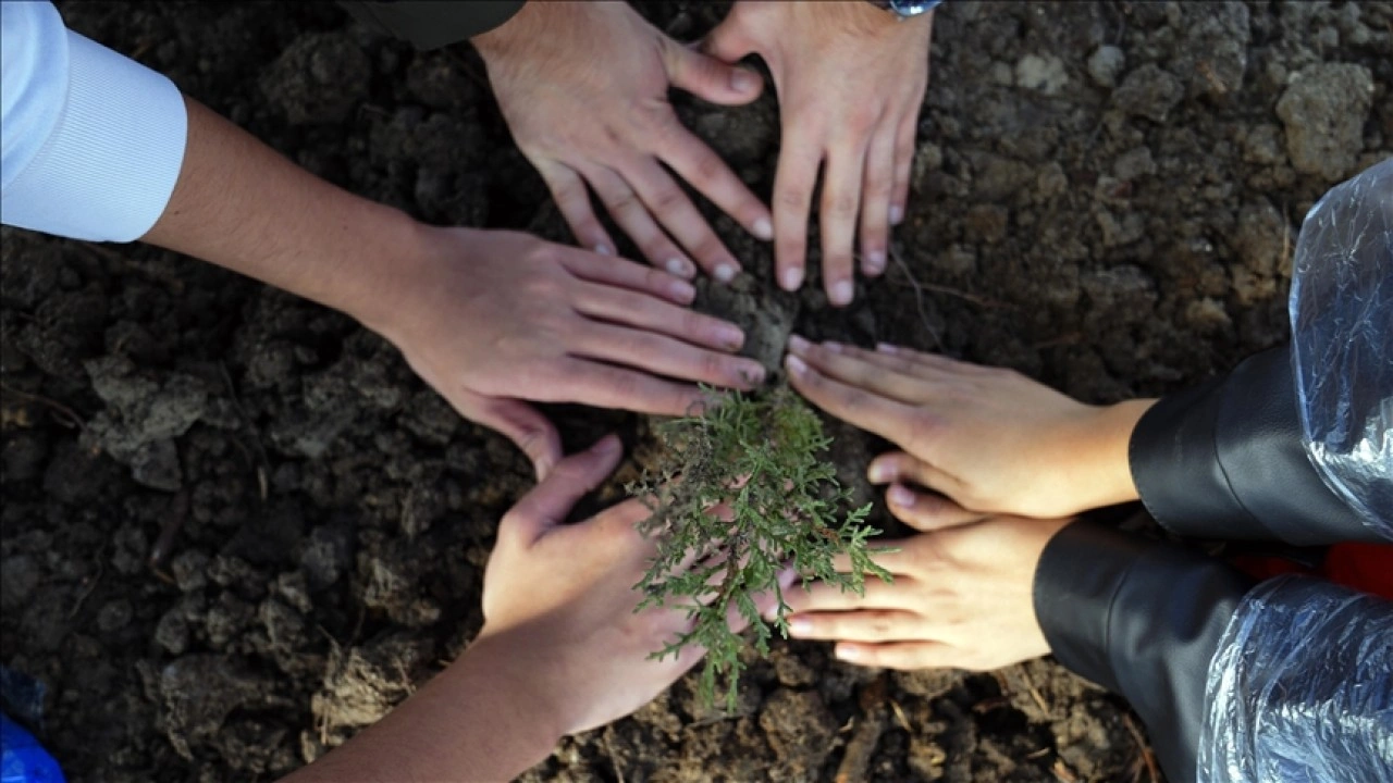 11 Kasım Milli Ağaçlandırma Günü'nde "çifte rekor" kırıldı