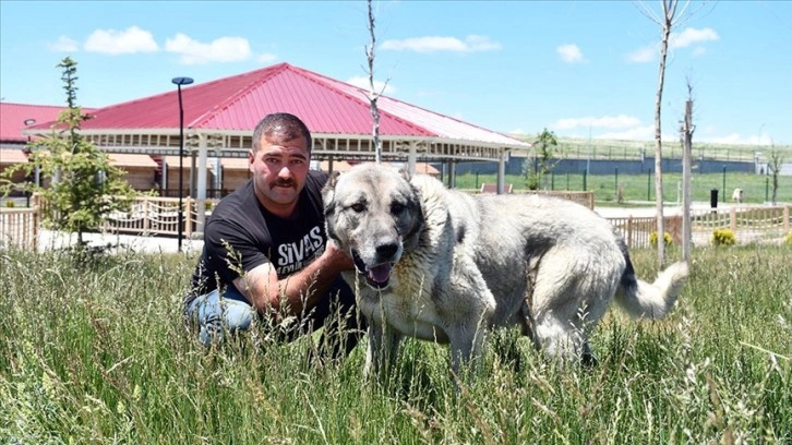 11 yaşındaki safkan Kangal köpeği 'Ayaz'ın soyu 'suni tohumlama' ile sürecek