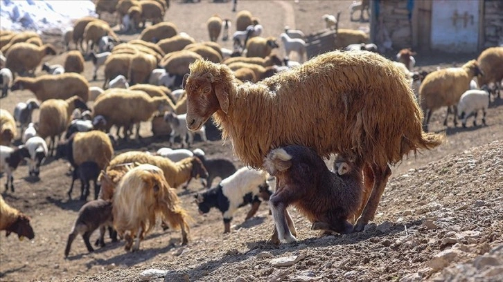 13 kaburgalı Norduz koyununun sayısı desteklerle artırılacak