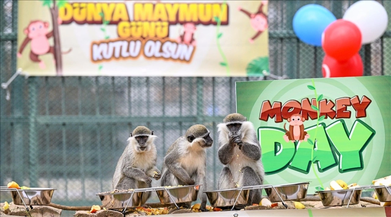 &quot;14 Aralık Dünya Maymun Günü&quot; Kayseri Hayvanat Bahçesi'nde muz partisiyle kutlandı
