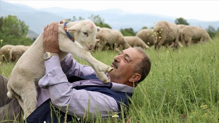 20 günlük kuzu sahibinin peşinden ayrılmıyor