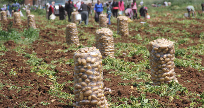 Patates tarlada 1 lira 70 kuruş pazarda 5 lira