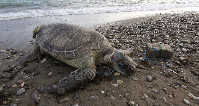 Deniz kaplumbağasına inanılmaz işkence!