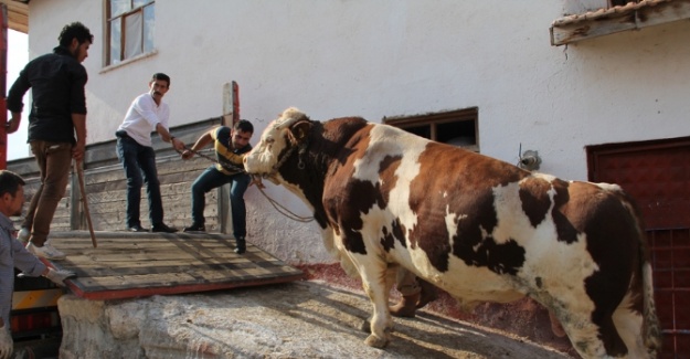 2 tonluk boğa satıldı