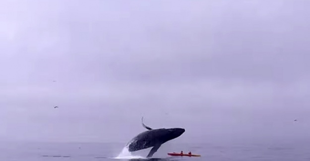 Dev balina o kadar yakında sıçradı ki...