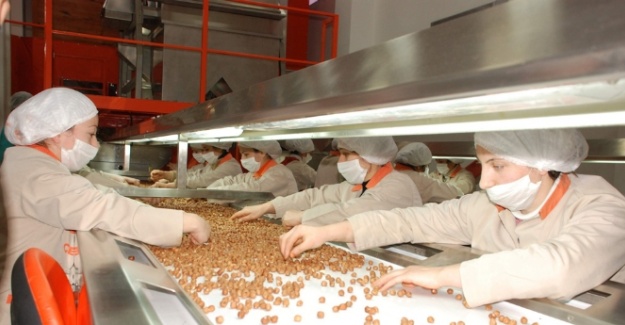 Fındıkta tüm zamanların rekoru kırıldı