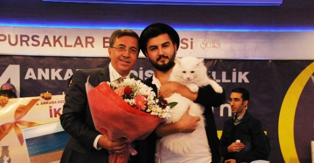 Ankara en güzel kedisini seçti