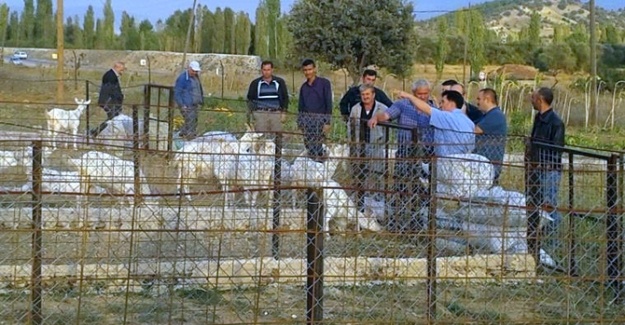 Kütahya’nın ’eğitimli’ çobanları... Önce eğitime sonra teknik geziye