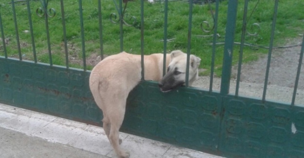 Parmaklıklara sıkışan köpeği itfaiye kurtardı