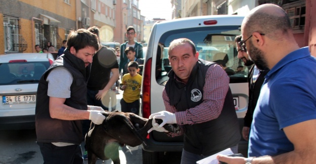 İstanbul’da pittbull dehşeti: 3 yaralı