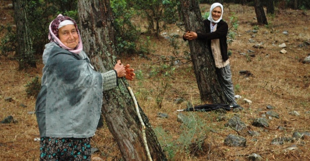 CHP'li Belediye binlercesini kesecek diye, halk ağaçlara sarıldı!