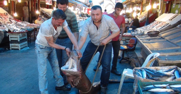 Mersin’de balıkçıların ağına köpek balığı takıldı