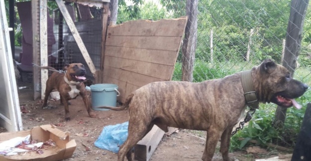 Erkek pitbulu zehirlediler, gebe eşini çalıp kaçırdılar