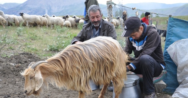 Tuncelili çoban Mahir’in TEOG başarısı