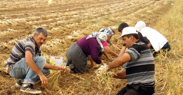 ’Beyaz altın’ hasadı başladı