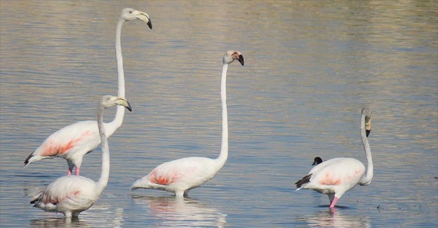 'Flamingo' diye adı değiştirilen Allı Turnalar Beyşehir Gölü'nde mola verdi