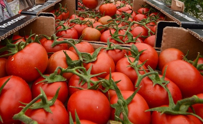 'Dolaylı yoldan alınan domates Rusların cebini yakıyor'
