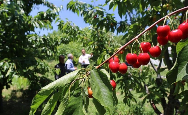 İlçenin kaderi 'kiraz'la değişti