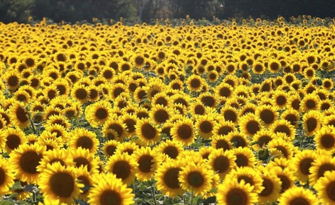 Ayçiçeğinde son 50 yılın en yüksek verimi bekleniyor