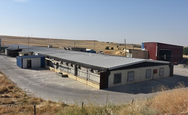 Diyarbakırlı girişimci hibe desteğiyle kurduğu çiftlikte 60 kişinin patronu oldu