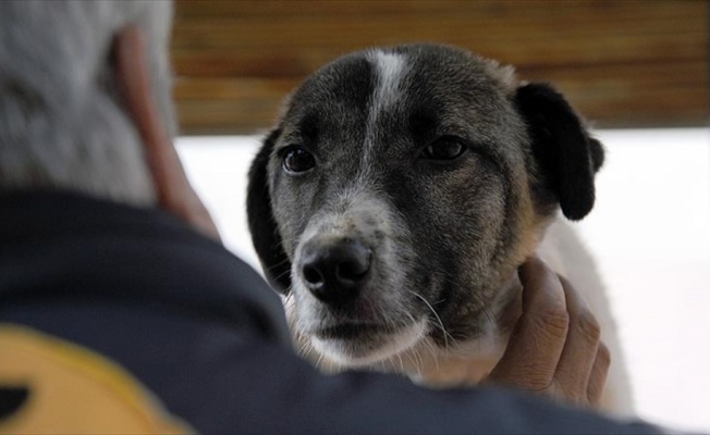 Fransa'da köpeğini döven kişiye 6 ay hapis