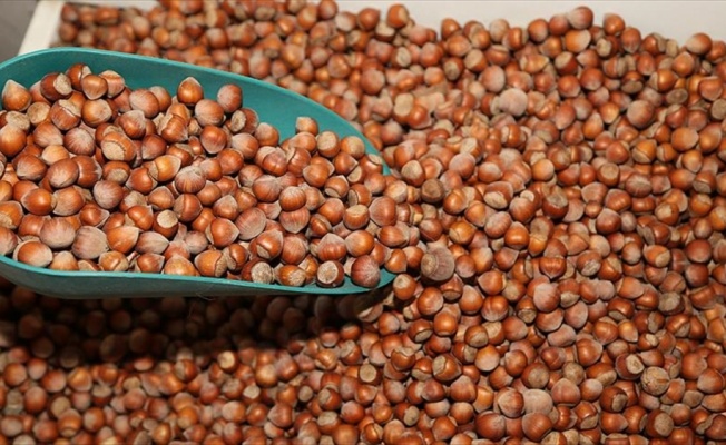 FİSKOBİRLİK TMO'dan gelen fındığı 1 yıl içerisinde nakde çevirecek