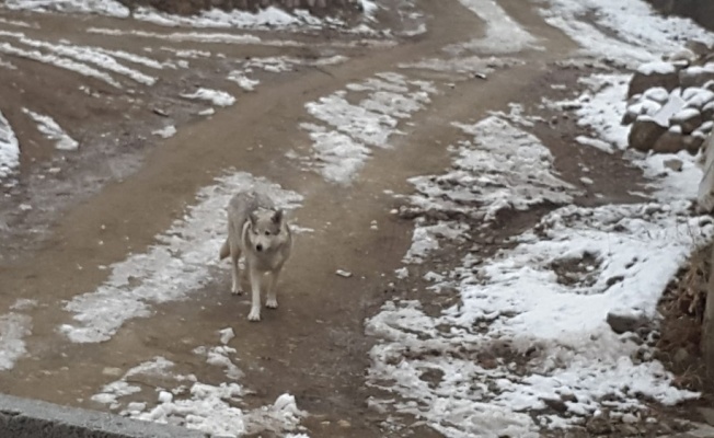Evden çıktı gördüğü şey karşısında büyük korku yaşadı