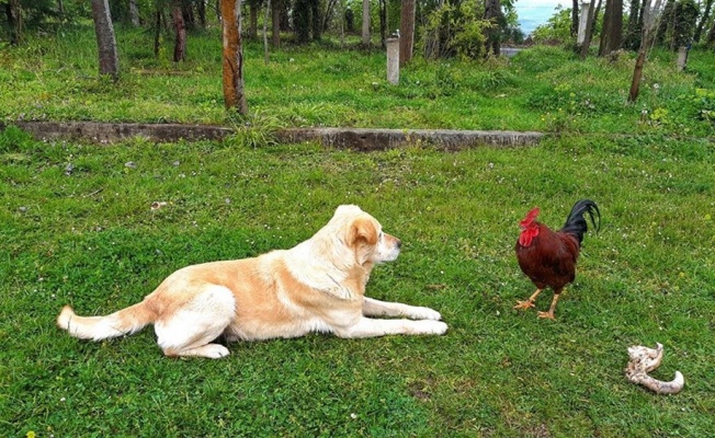 Horoz, köpeğe böyle kafa tuttu