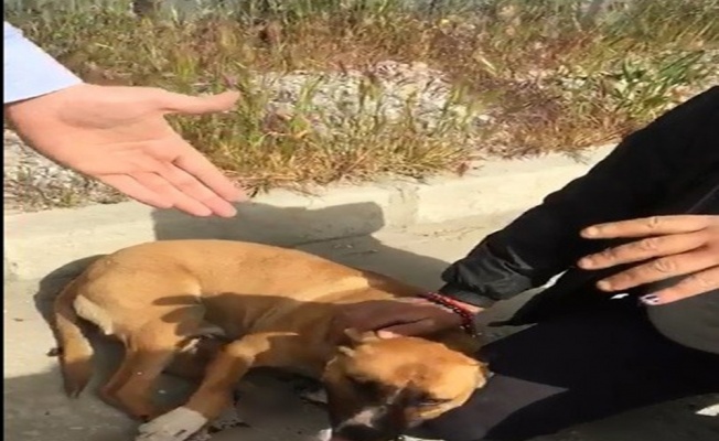 Köpeğini sürükledi, tepki görünce ‘o benim aşkım’ dedi