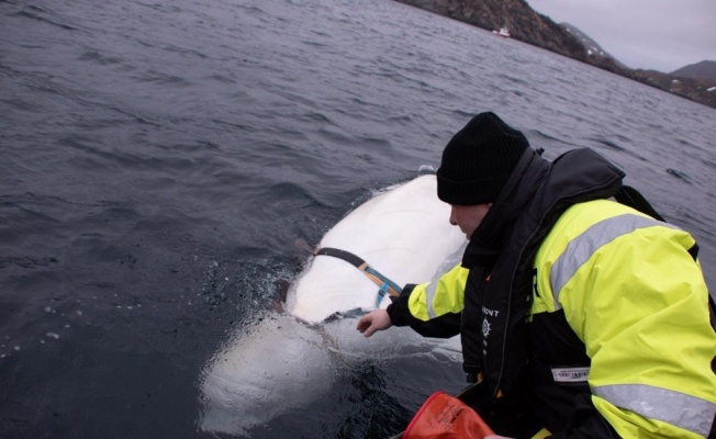 Norveç’ten ilginç iddia: "Rusya, balinayı askeri amaçlı kullanıyor"
