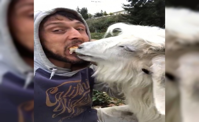 Rizeli gencin keçi ile ekmek kavgası sosyal medyada ilgi çekti