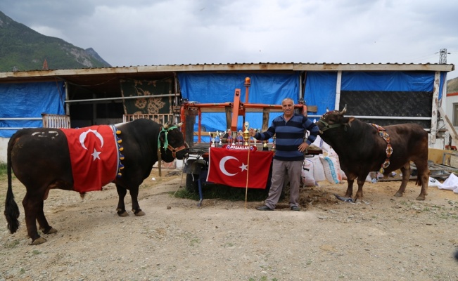 Artvin’de milyonluk boğa üretim çiftliği