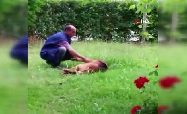Belediye işçisi ile sokak köpeğinin iç ısıtan görüntüleri