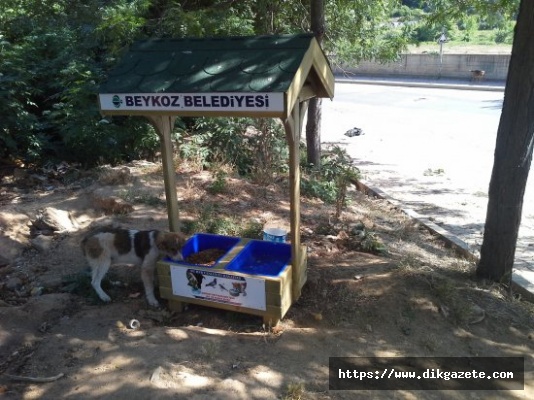 Beykoz'da, canlara yeni yuva ve mama ünitesi