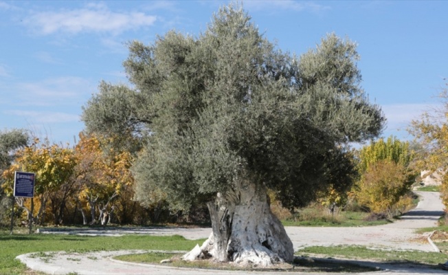 Mersin'deki tarihi zeytin ağaçları için tescil çalışması