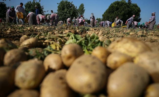Tarım ve Orman Bakanı Pakdemirli: Türkiye patates üretiminde dünyada ilk 10'da