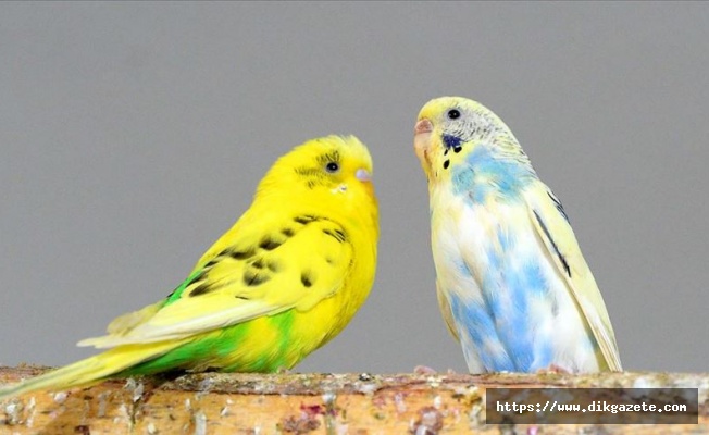 Bodrum katını kuşları için doğal yaşam alanına dönüştürdü